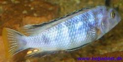 pseudotropheus-saulosi