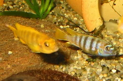 pseudotropheus-saulosi