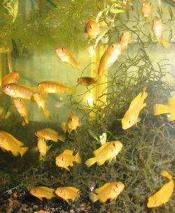 pseudotropheus-saulosi