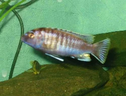 pseudotropheus-sp-black-dorsal