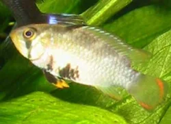 apistogramma-nijsseni