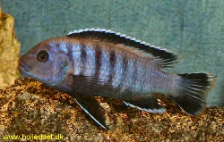 pseudotropheus-sp-ndumbi-gold