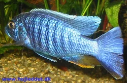 scianochromis-fryeri