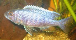 scianochromis-fryeri