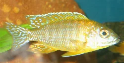 aulonocara-sp-rod-rubin