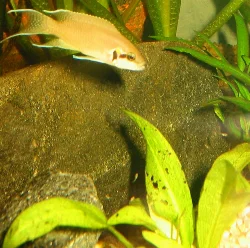 neolamprologus-brichardi