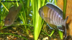 aulonocara-stuartgranti-chitimba