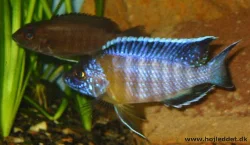 aulonocara-stuartgranti-chitimba