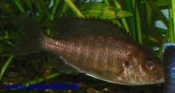 aulonocara-stuartgranti-chitimba