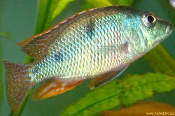 tramitichromis-intermedius