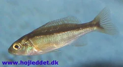 champsochromis-caeruleus
