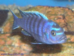 cynotilapia-afra-sp-yellow-top