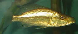 dimidiochromis-compressiceps