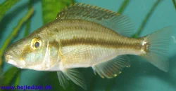 dimidiochromis-compressiceps