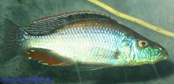 dimidiochromis-compressiceps