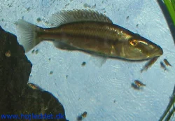dimidiochromis-compressiceps