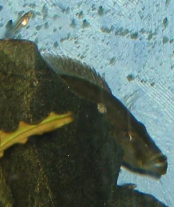 dimidiochromis-compressiceps