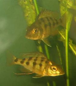 fossorochromis-rostratus