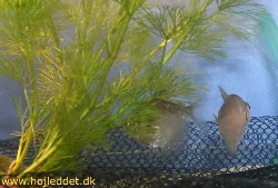 gymnocorymbus-ternetzi