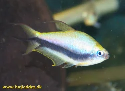 nematobrycon-palmeri