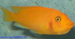 metriaclima-estherea