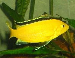 labidochromis-caeruleus