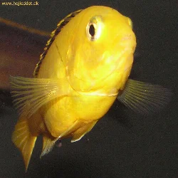 labidochromis-caeruleus