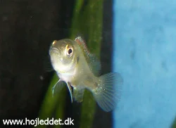 pseudocrenilabrus-multicolor