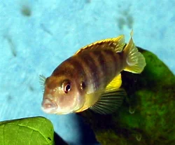 labidochromis-sp-perlmutt