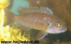 metriaclima-sp-zebra-chilumba