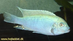 metriaclima-callainos-sp-bright-blue