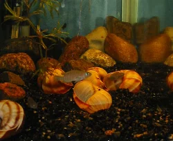 neolamprologus-multifasciatus