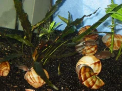 neolamprologus-multifasciatus