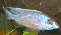 otopharynx-lithobates