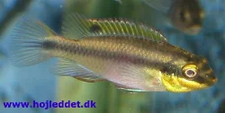 pelvicachromis-pulcher