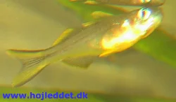 pseudomugil-furcatus