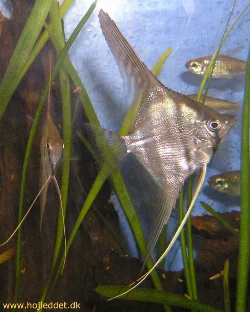 pterophyllum-scalare-rio-manacapuru