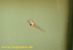 pterophyllum-scalare-rio-manacapuru