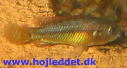 pseudocrenilabrus-philander-philander