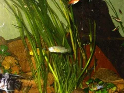 pseudocrenilabrus-philander-philander