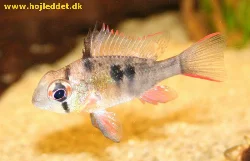 mikrogeophagus-altispinosus