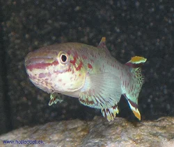 fundulopanchax-gardneri-gardneri-akure