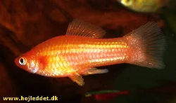 xiphophorus-hellerii