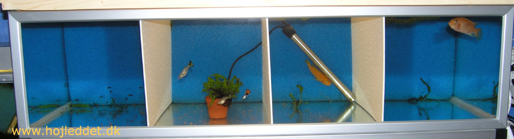 Here you see the first fish in the tank.
