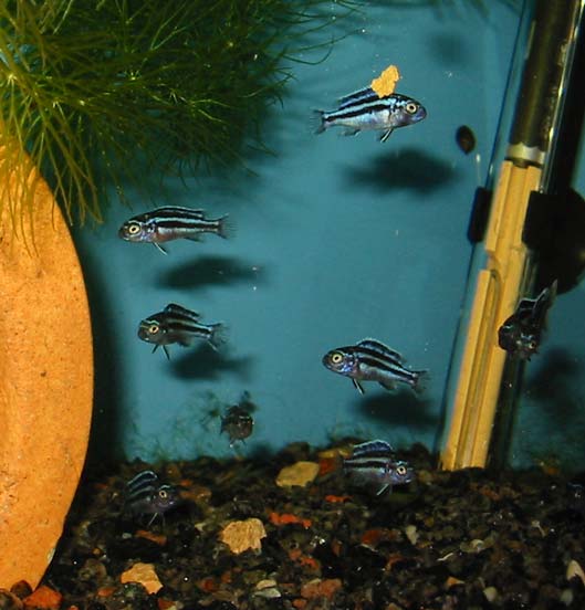 Jeg har hidtil kun haft et kuld fra cyaneorhabdos'en, men den fik ganske mange unger og de vokser pænt hurtigt.