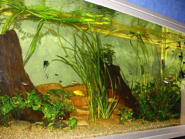 Her ses bl.a. Black Molly, en enkelt Golden, Rød Neon og andre.
