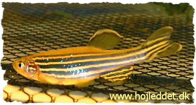 A female Zebrafish. Below, the breeding grate is visible, preventing parents from eating the eggs.