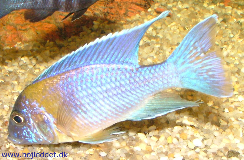 Et billede af min han der roder i bundlaget. Taget med et Fuji S5000.
