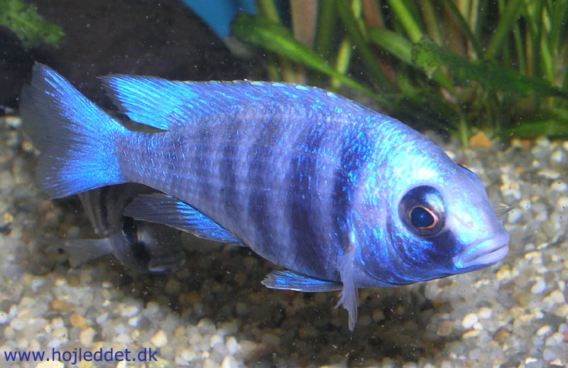 Mine Placidochromis sp. "phenochilus tanzania" er vokset lidt - her et billede fra den 17. juli 2004.
