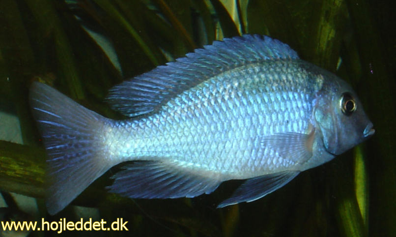 Et billede af en af mine nye delfiner.